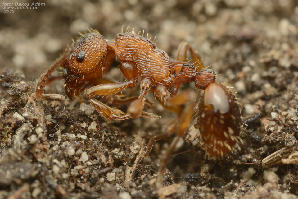Myrmica sabuleti - gyakori bütyköshangya