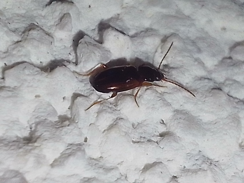 Trechus quadristriatus - közönséges fürgefutonc