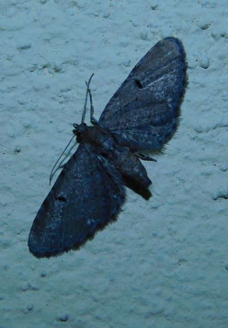 Eupithecia absinthiata - üröm-törpearaszoló