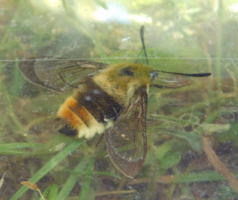 Hemaris tityus - pöszörszender Hemaris tityus - pöszörszender