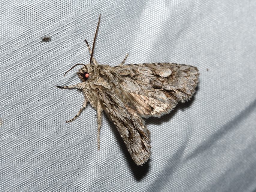 Meganephria bimaculosa - kétfoltos szilbagoly