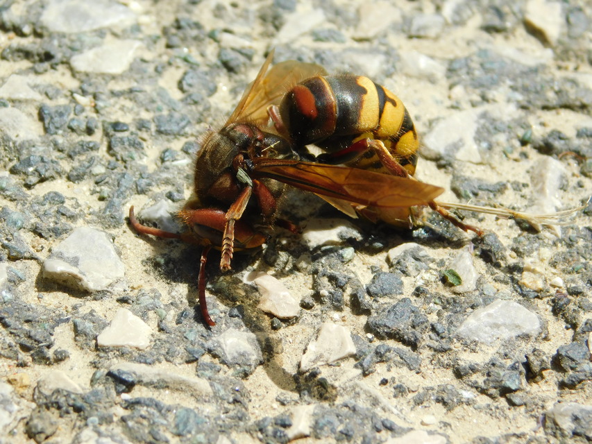 Vespa crabro - lódarázs