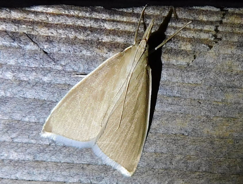 Sclerocona acutellus - hegyesszárnyú tűzmoly