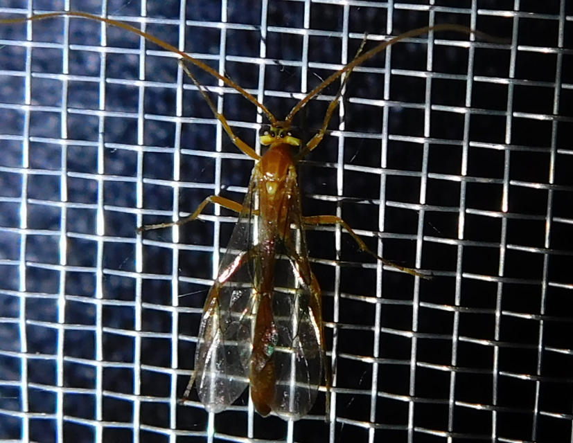Ophion