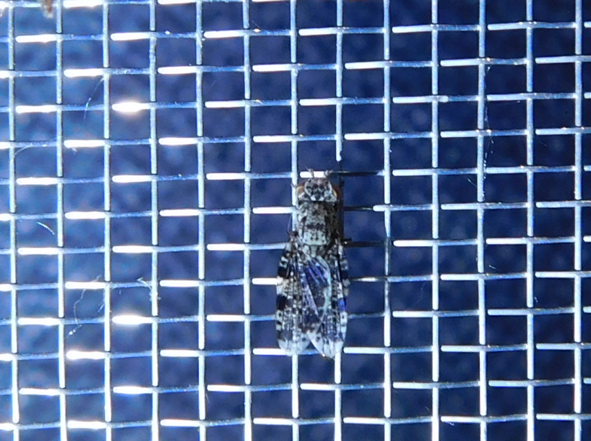 Callopistromyia annulipes - pávalégy