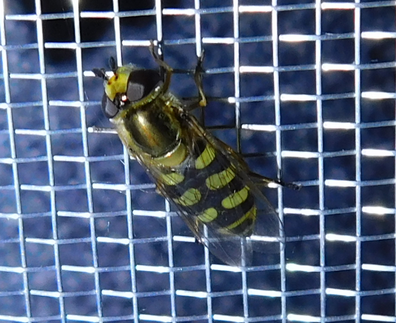 Eupeodes