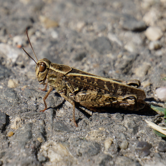 Calliptamus italicus - olaszsáska
