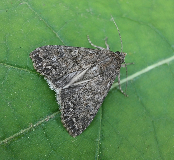 Hadula trifolii - lóherebagoly