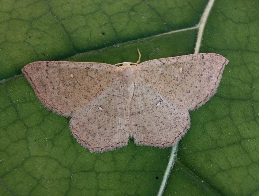 Cyclophora ruficiliaria - vörösrojtú pettyesaraszoló