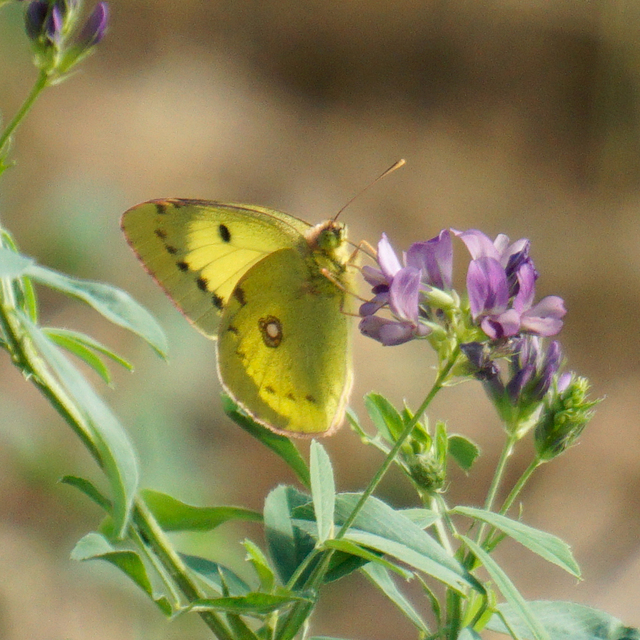 Colias erate - csángó-kéneslepke