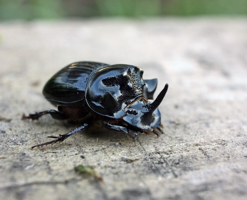 Copris lunaris - közönséges holdszarvú-ganéjtúró