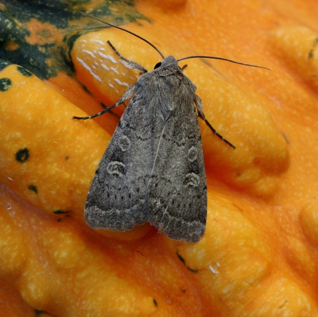 Xestia xanthographa - tarka fűbagoly