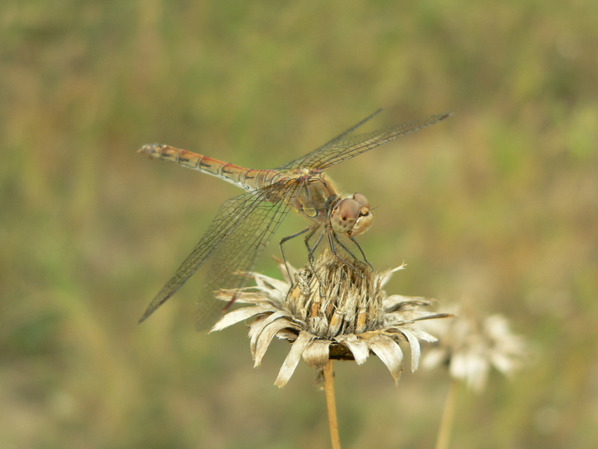 Sympetrum striolatum - harántsávos katona-szitakötő