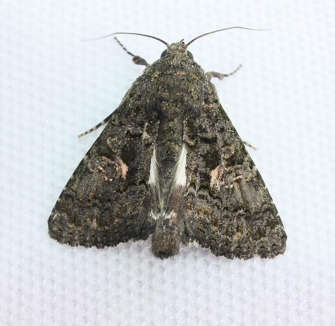 Anophia leucomelas - déli folyófűbagoly