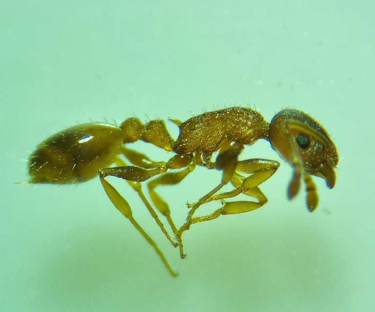 Temnothorax affinis - erdei kéreghangya