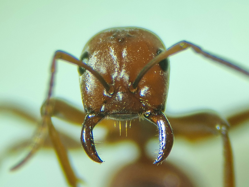 Polyergus rufescens - amazonhangya