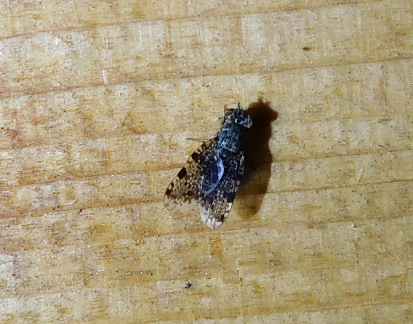 Callopistromyia annulipes - pávalégy