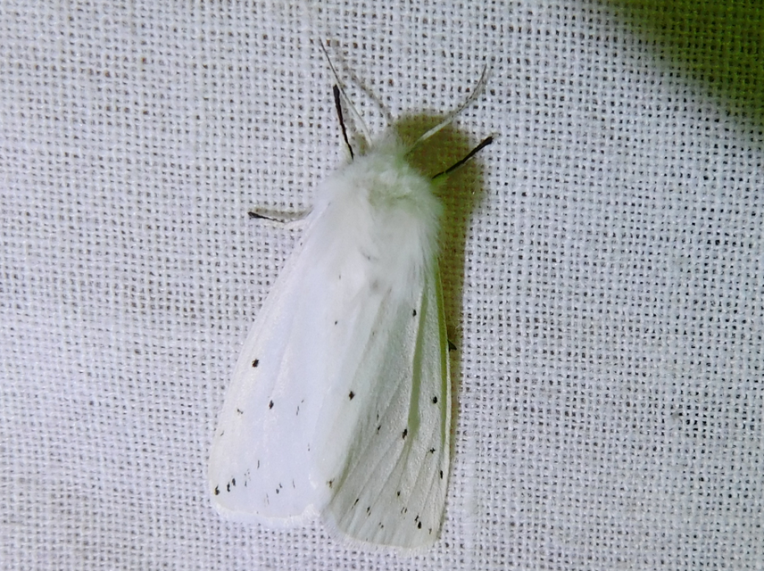 Spilosoma lubricipedum/urticae