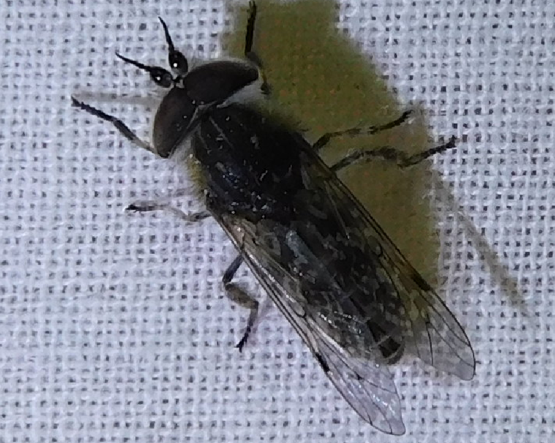 Haematopota