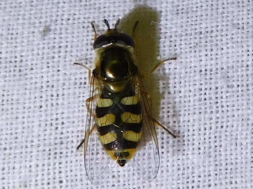 Eupeodes
