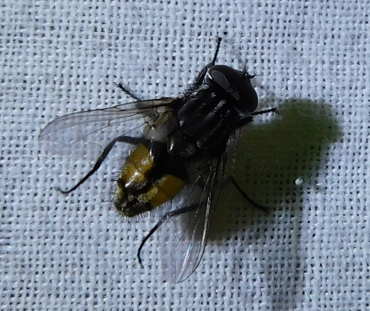 Muscidae - igazi legyek