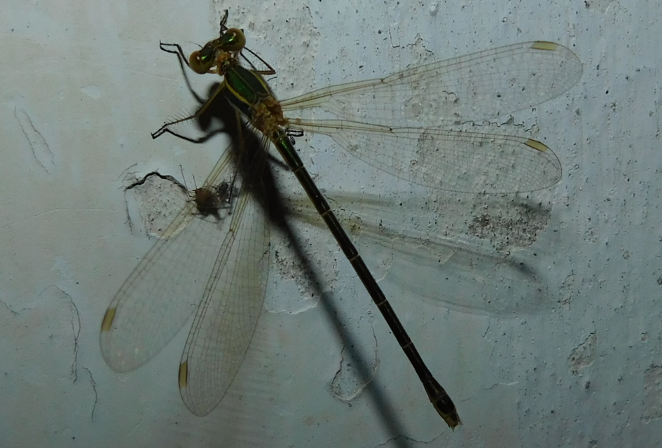 Lestes barbarus - foltosszárnyjegyű rablószitakötő