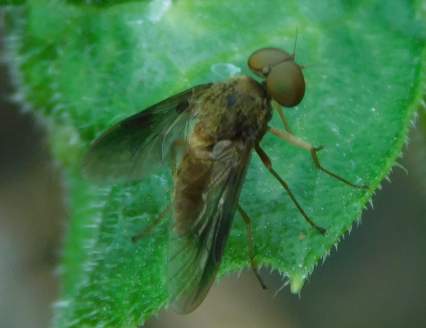Rhagionidae - kószalégyfélék