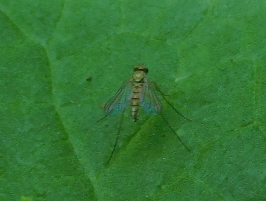 Dolichopodidae - szúnyoglábú legyek