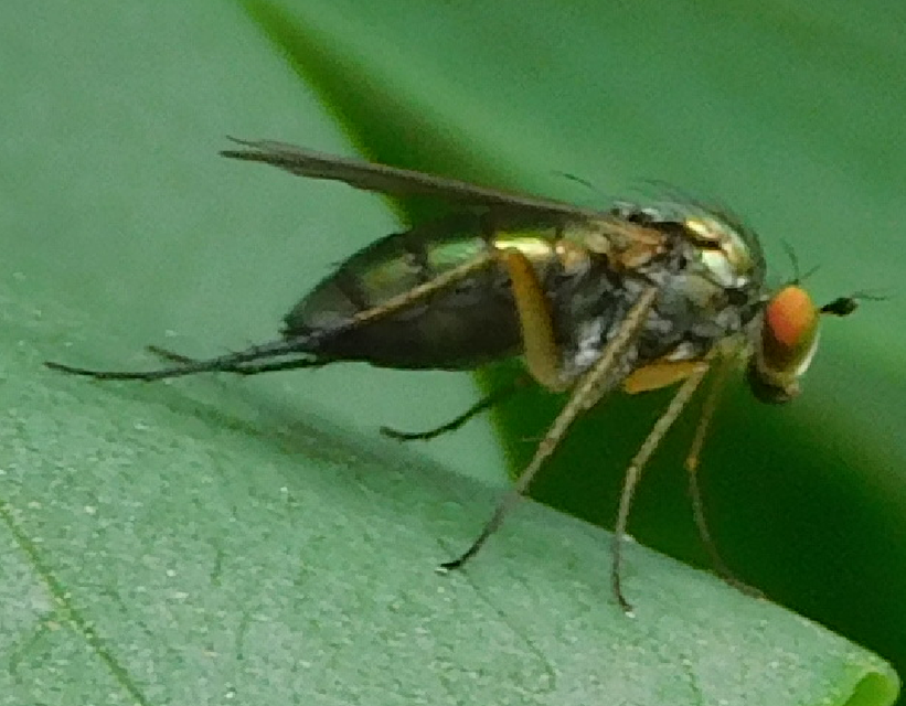 Dolichopodidae - szúnyoglábú legyek