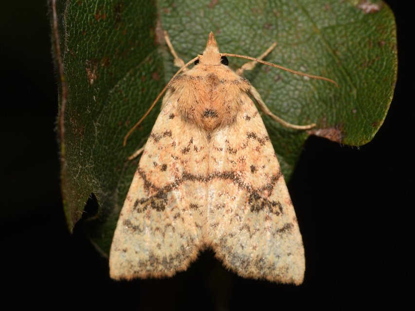 Tiliacea sulphurago - kénes sárgabagoly