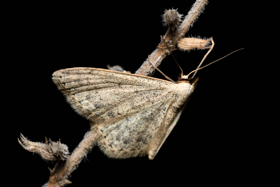 Idaea dimidiata - gyakori apróaraszoló