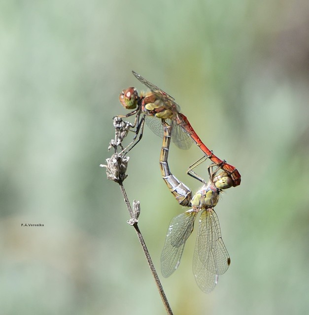 Sympetrum striolatum - harántsávos katona-szitakötő