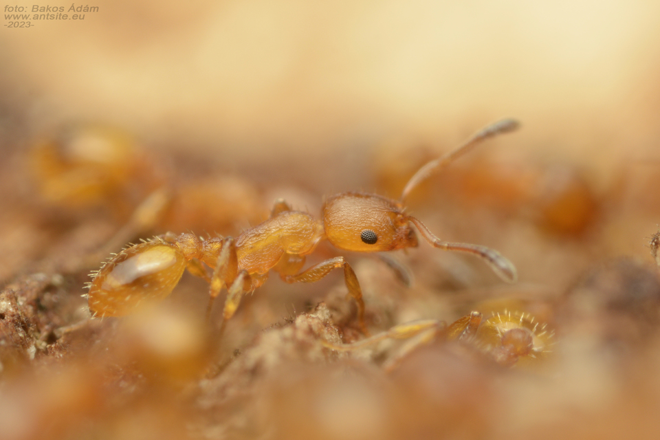 Temnothorax unifasciatus - gyűrűs kéreghangya