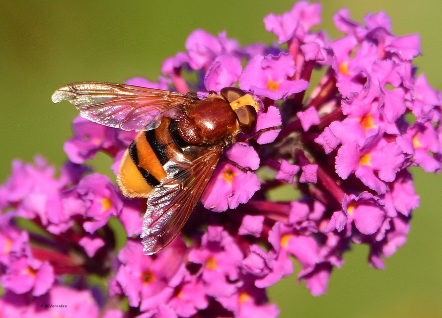 Volucella zonaria - kétöves pihelégy Volucella zonaria - kétöves pihelégy