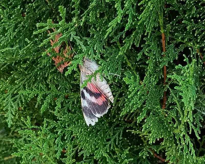 Catocala elocata - közönséges övesbagoly