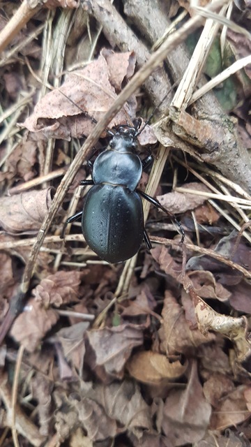 Carabus hungaricus - magyar futrinka