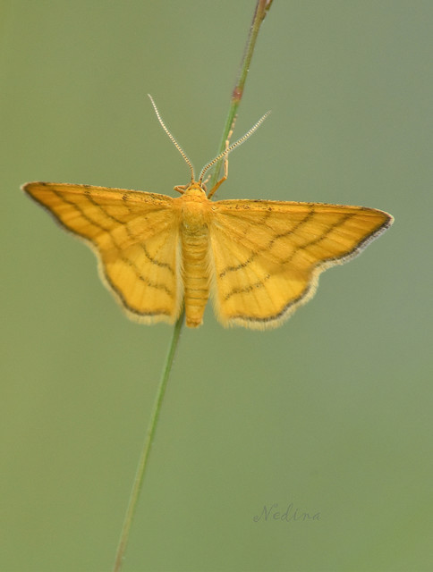 Idaea aureolaria - aranyos sávosaraszoló