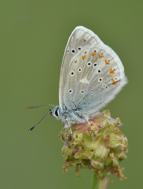 Polyommatus dorylas - fénylő boglárka
