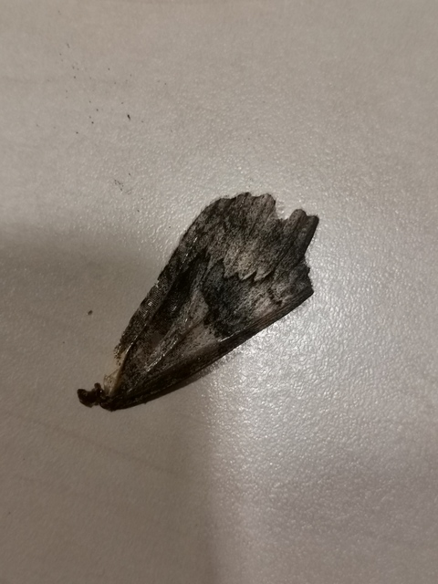 Catocala elocata - közönséges övesbagoly