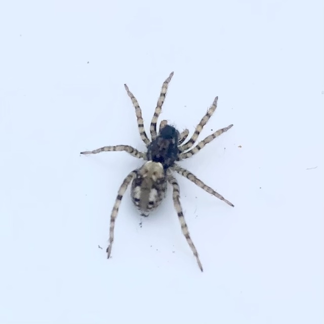 Arctosa perita - tarka farkaspók