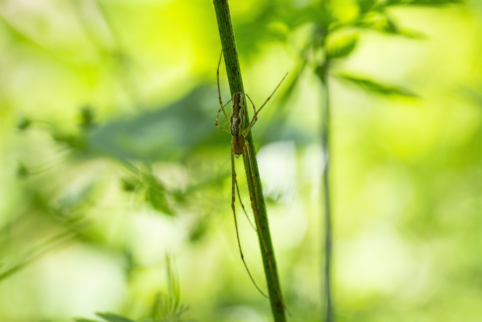 Tetragnatha