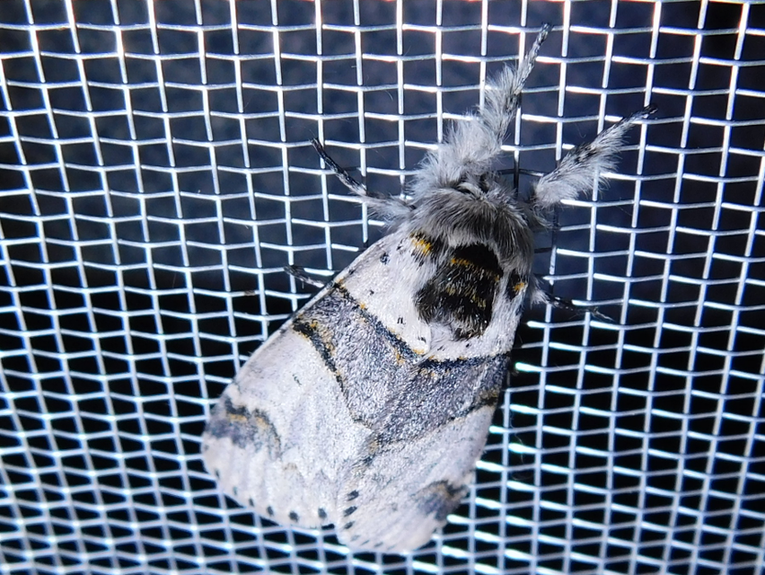 Furcula bifida - kis púposszövő