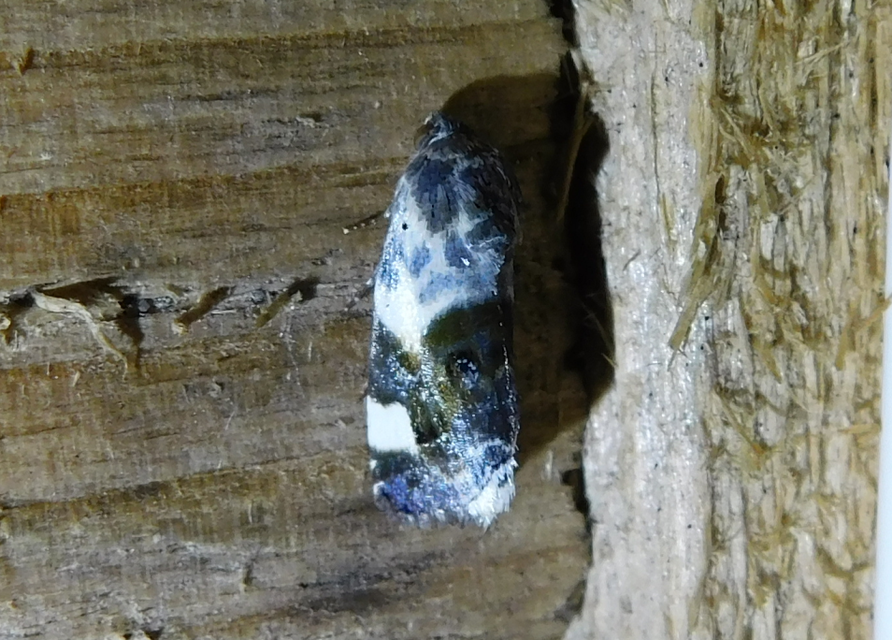 Acontia lucida - fehér nappalibagoly