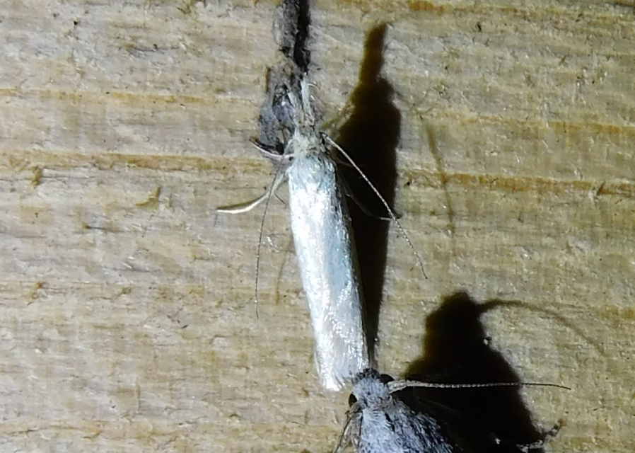 Pleurota