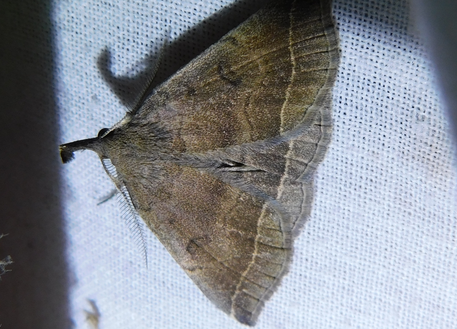 Pechipogo plumigeralis - tollascsápú karcsúbagoly