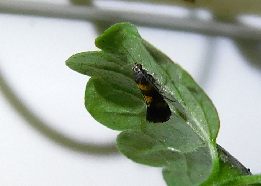 Chrysoesthia sexguttella - aranyfoltos sarlósmoly