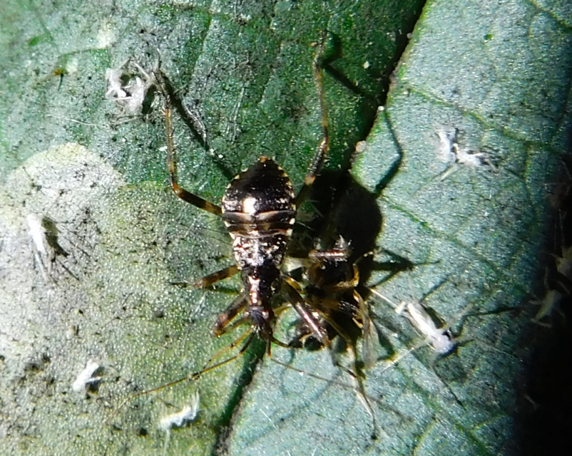 Himacerus apterus - nagy tolvajpoloska