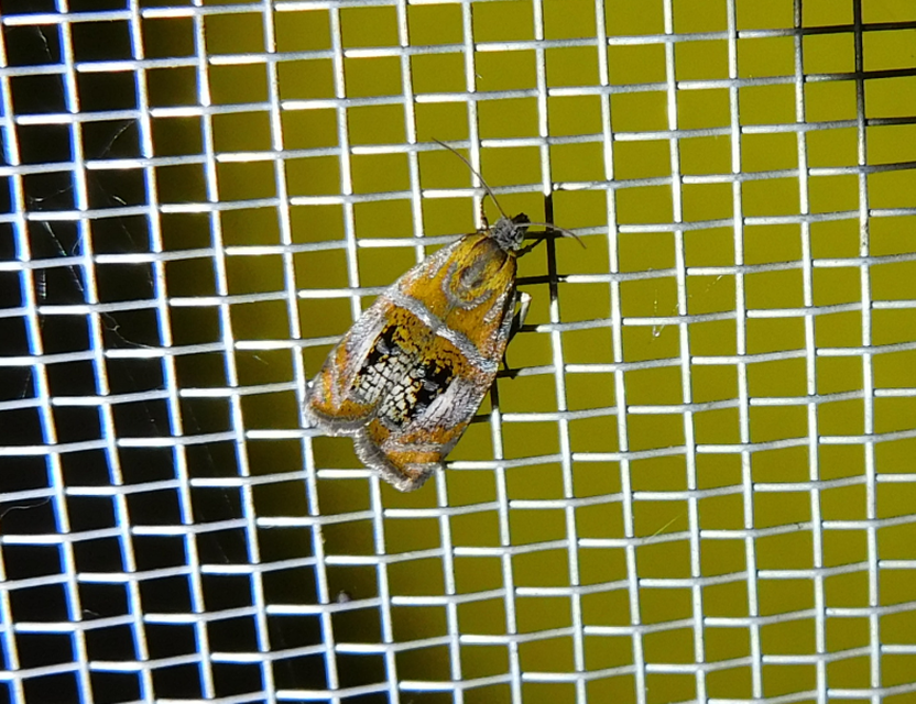 Olethreutes arcuella - avarevő tükrösmoly