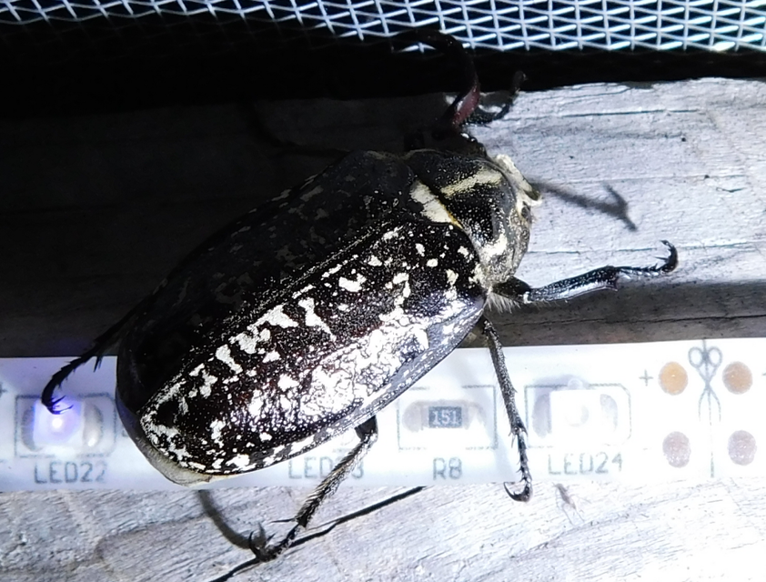 Polyphylla fullo - csapó cserebogár