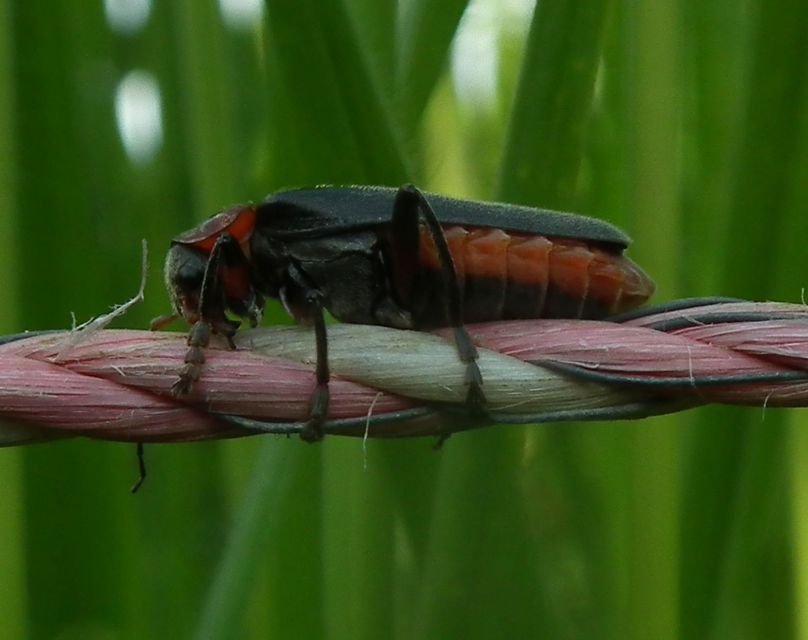 Cantharis rustica - suszterbogár